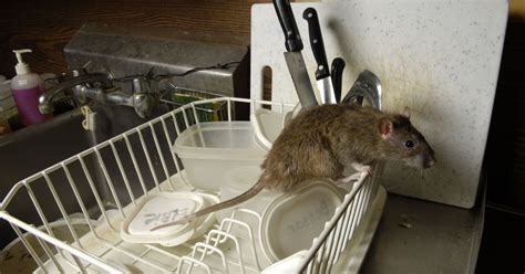 Dont Cook Just Eat Out Of Rat Infested Kitchen Fast Food Site