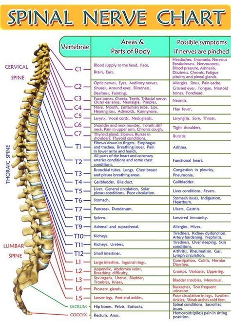 Spinal Nerve Chart Medschool Doctor Medicalstudent Image Credits