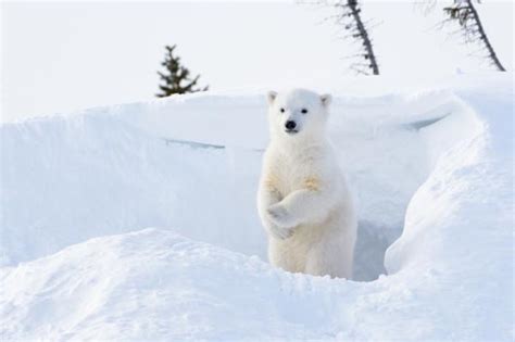 ¿cómo Se Reproducen Y Nacen Los Osos Polares