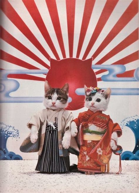 19 Kitties In Kimonos Hot New Trend In The Cat World Gallery