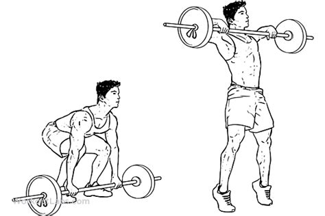 Barbell High Pull Illustrated Exercise Guide Workoutlabs