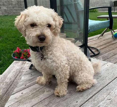 9 Small Poodle Mixes That Stay Small