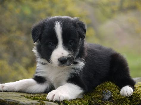 Pin On Border Collie