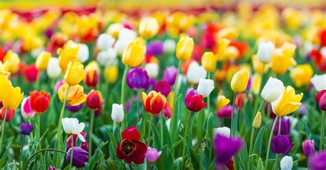 Top 135 Imágenes De Tulipanes De Colores Destinomexicomx