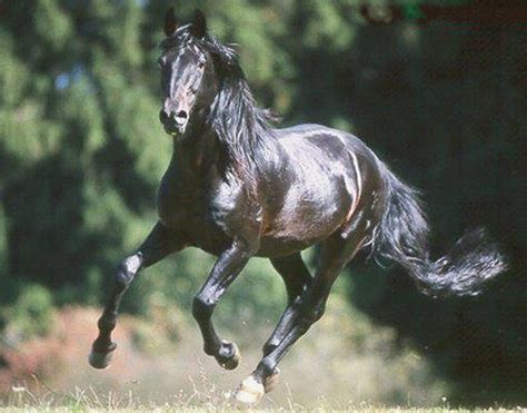 horse breeds anglo kabarda exotic horse breed