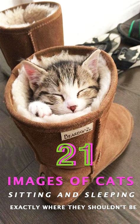 Cool 21 Images Of Cats Sitting And Sleeping Exactly Where They Shouldn