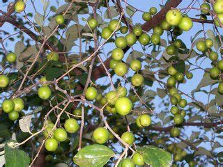 Green harvest carries a range of seeds ideally suited to hot, humid areas. Pin on Fruits from Grenada