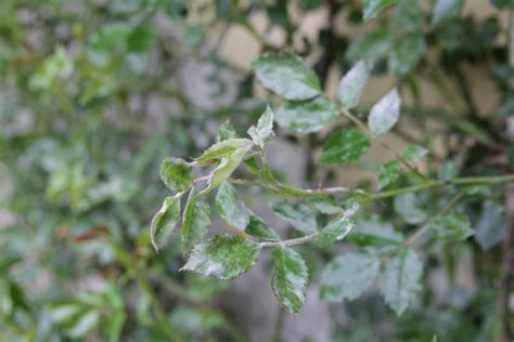 Treating Rose Leaf Diseases Thomas Stone Mci Hort Mpgca