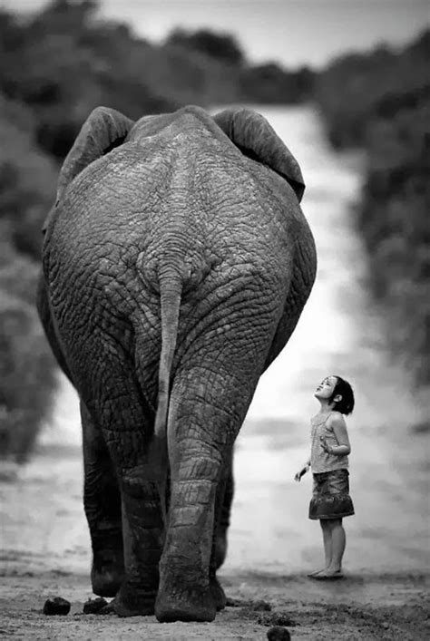 Young Girl And Elephant