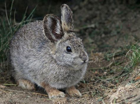 Columbia Basin Pygmy Rabbit Info Pictures Habitat And Traits Pet Keen