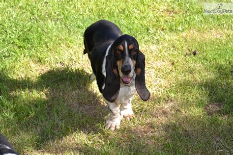 Puppies For Sale From Benton Basset Hounds Member Since June 2018