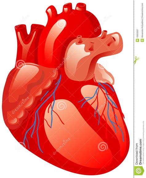 Human Heart Clipart 20 Free Cliparts Download Images On
