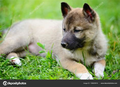 Portrait Of Cute Siberian Laika Lying Down On The Grass Stock Photo By