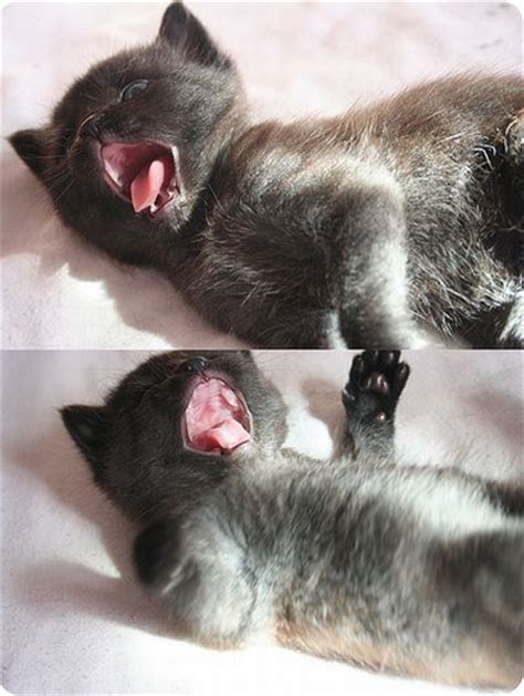 Kittens Yawning 20 Pics