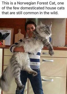 I have a cat that i think is a siberian. maine-coon-cats85 | practical cats | Pinterest | Cats ...