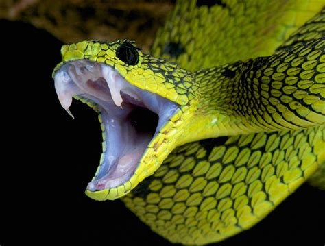 Patch Modeled After A Snakes Fang Could Deliver Drugs And Vaccines
