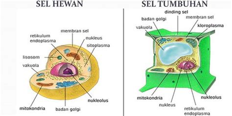 Tabel Perbedaan Sel Hewan Sel Tumbuhan Beserta Fungsinya Otosection