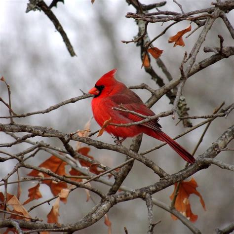 Winter Cardinal Birds Birds Photography Nature Bird Photography