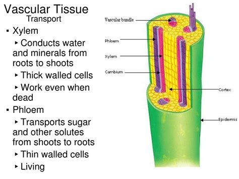 Ppt Vascular Plant Structure Powerpoint Presentation Free Download