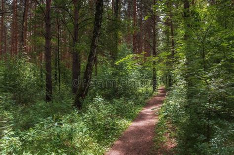 A Forest Path Among A Dense Forest Stock Image Image Of Outdoor