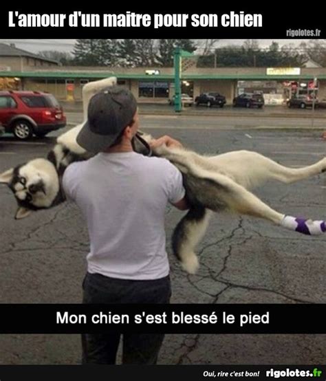 Lamour Dun Maitre Pour Son Chien Blagues Et Les Meilleures Images