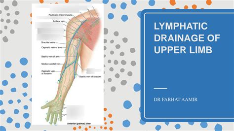 Solution Study Notes On Lymphatic Drainage Of Upper Limb Studypool