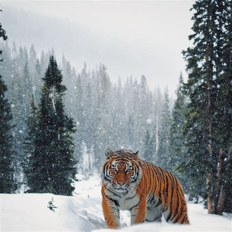 Download Wallpaper Siberian Tiger In Winter Landscape 2048x2048