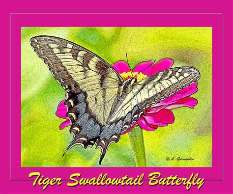 Tiger Swallowtail Butterfly On Zinnia Photograph By A Macarthur