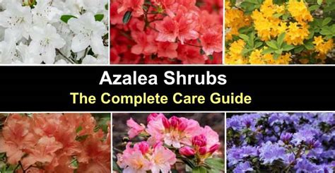 Azalea Bushes Caring For Flowering Azalea Including Pruning And