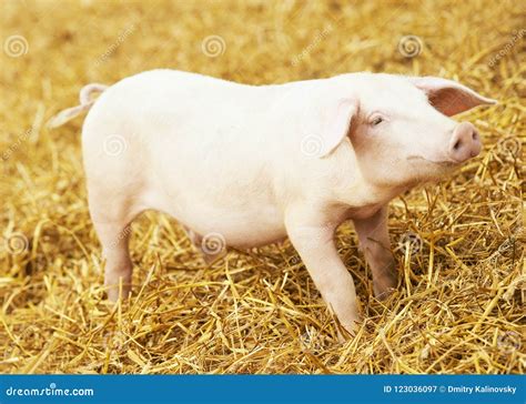 Young Piglet On Hay And Straw At Pig Breeding Farm Stock Image Image