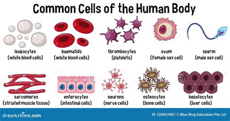 Tipos De Celulas Del Cuerpo Humano Consejos Celulares Images And Photos Finder