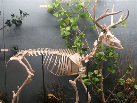 The skeleton is probably a white tailed deer, the most common deer in virginia. White-tailed deer - Picture of Museum of Osteology ...