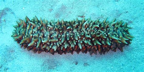 Only few species live near the surface of the water. Sea Cucumbers