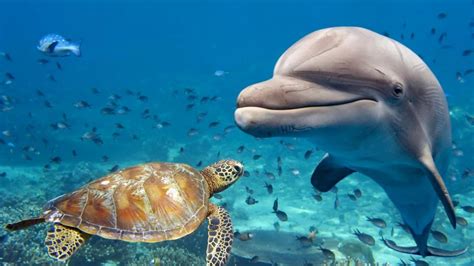 Dolphin With A Sea Turtle Wallpaper Backiee