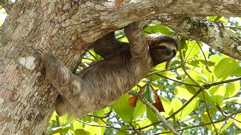 Are Sloths Lazy? The Surprising Reason These Creatures Move So Dang Slow