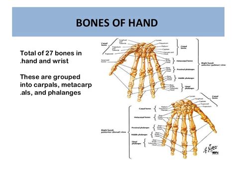 Anatomy Of Hand