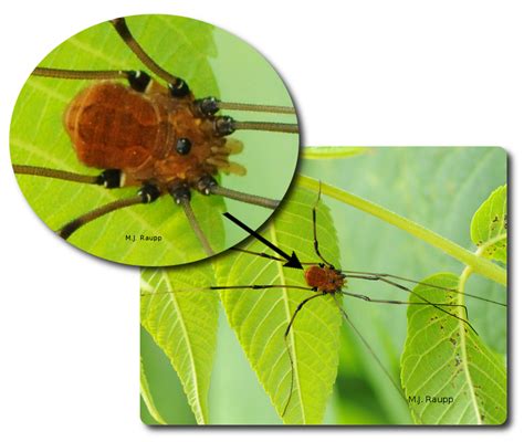Daddy Longlegs Not The Worlds Deadliest Spider Opiliones — Bug Of