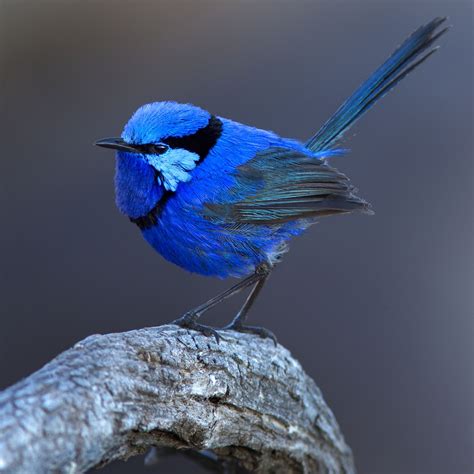 Blue Wren Australian Native Birds Pet Birds Colorful Birds