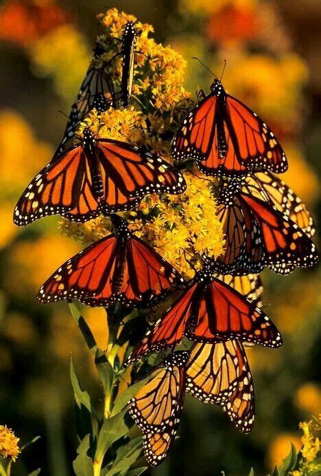 Monarchs Monarch Butterflies Photography Beautiful Butterfly