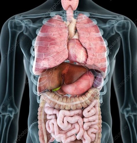 Body Organs Diagram Right Side Organs Frontal Tissues Anatomy Organ
