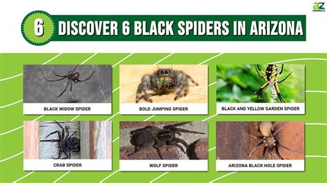 Discover 6 Black Spiders In Arizona A Z Animals
