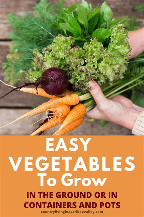 Beginner Gardeners Here Are Easy Vegetables To Grow In The Ground Or In Pots Grow These
