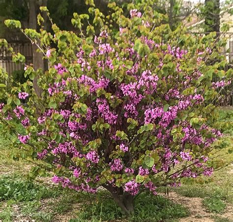 Learn To Prune Lilacs The Right Way For Optimum Blooms Next Spring