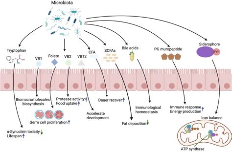 Frontiers Microbiota Derived Metabolites In Regulating The