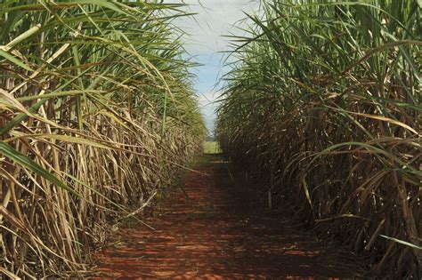 O Enfraquecimento Das Lavouras Tradicionais De Cana-de-açúcar