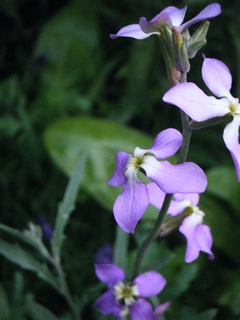 Night Scented Stock Plants Garden Flora