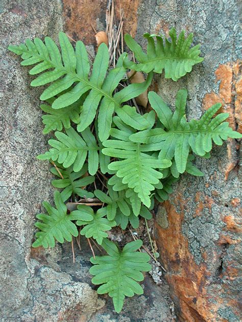 Polypodium Cambricum Ferns And Lycophytes Of The World