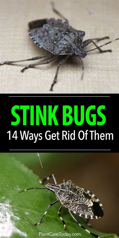 14 Ways To Get Rid Of Stink Bugs How To Make Your Home An Unfriendly