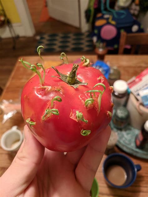 My Tomatos Seeds Have Started To Sprout From The Inside R