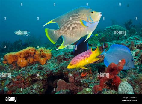 Blue Angelfish Holacanthus Bermudensis Feed On Sponges Offshore Palm